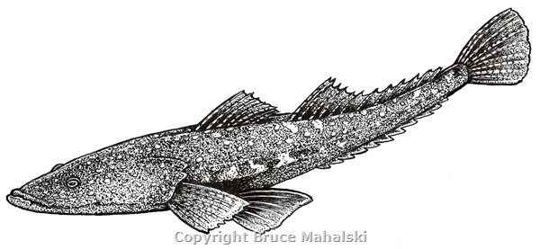 004 -  Dusky Flathead Picture